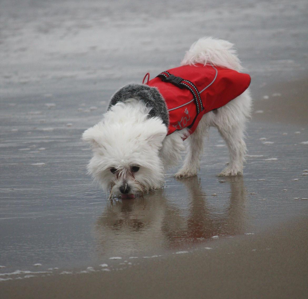 Malteser Carla billede 41