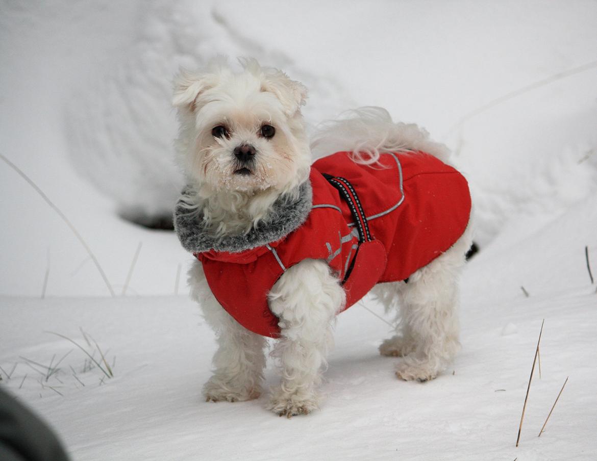 Malteser Carla billede 6