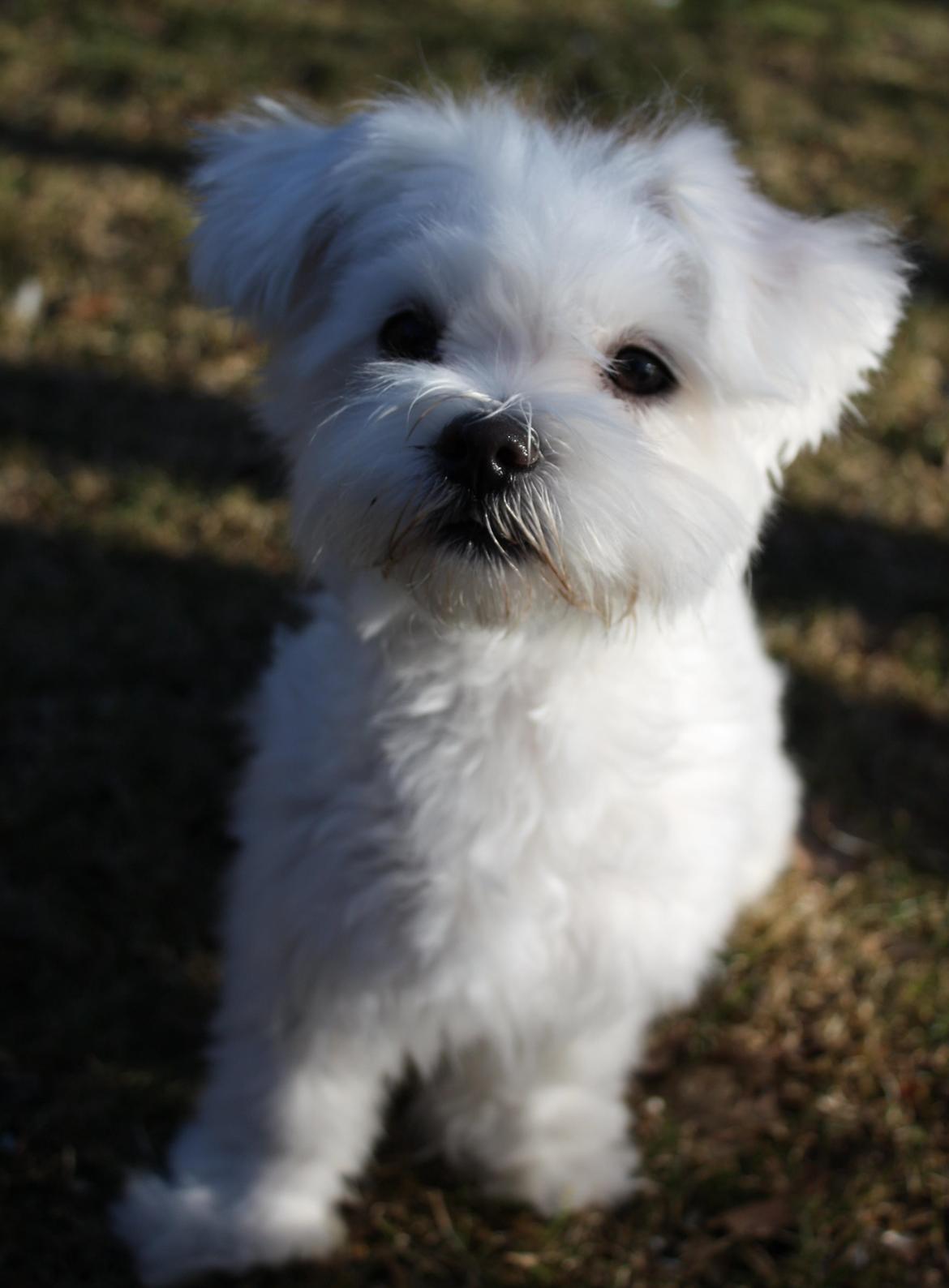 Malteser Carla billede 8