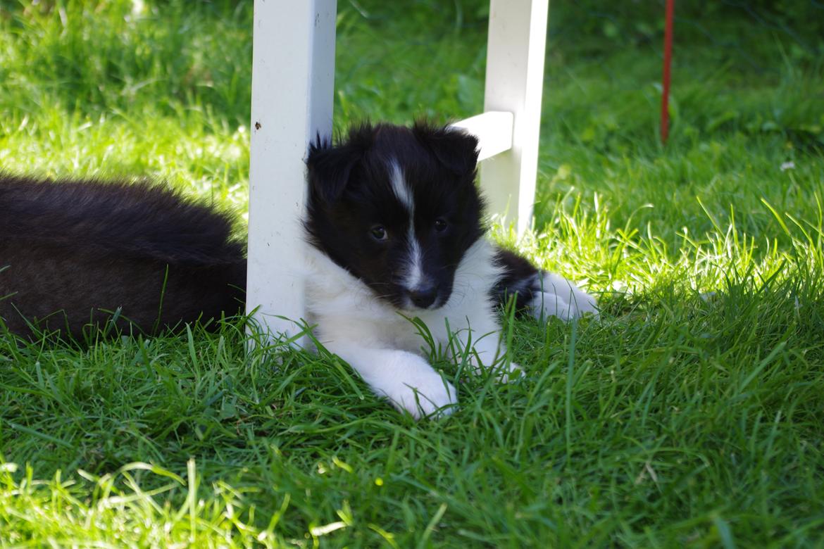 Shetland sheepdog Diva - Det er hård at have besøg billede 2