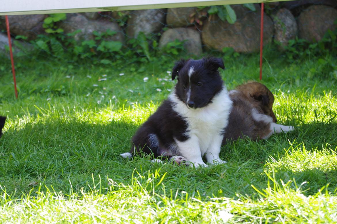 Shetland sheepdog Diva - Jeg skal lige have et overblik billede 4