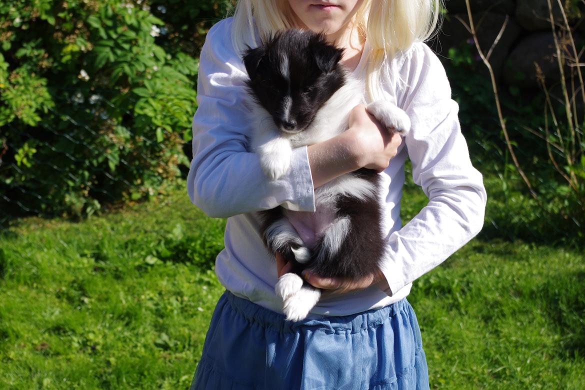 Shetland sheepdog Diva - Dejlige arme at sidde i billede 5