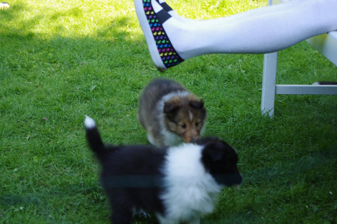 Shetland sheepdog Diva - Pas på dine tær, nu kommer vi billede 6