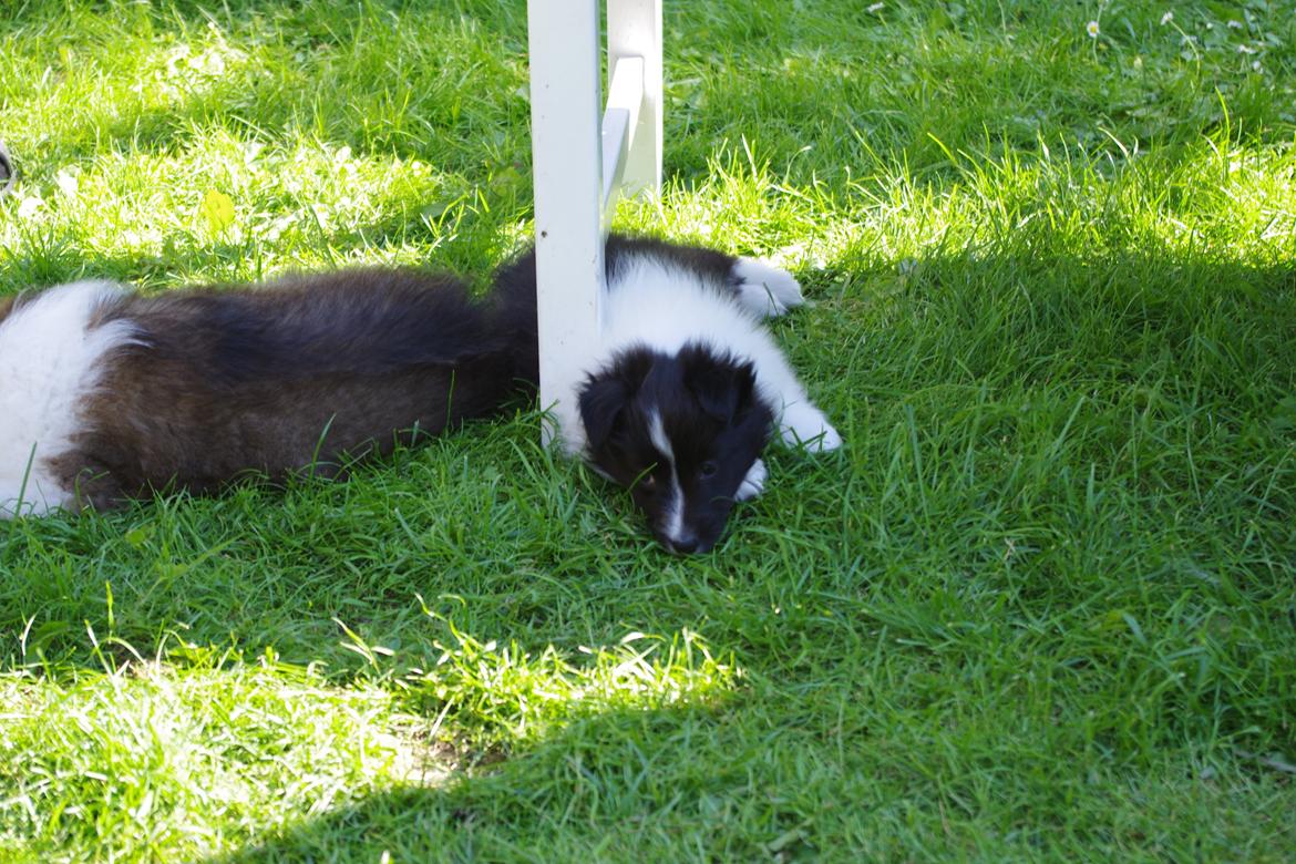 Shetland sheepdog Diva billede 3