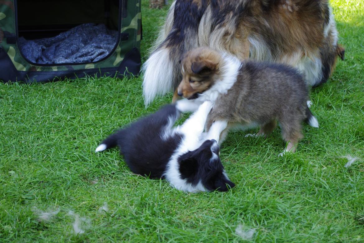 Shetland sheepdog Diva - Leg med bror billede 7