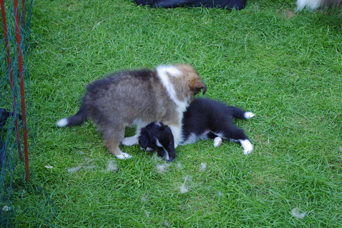 Shetland sheepdog Diva - Øv hvor er han altså stor og tung billede 8