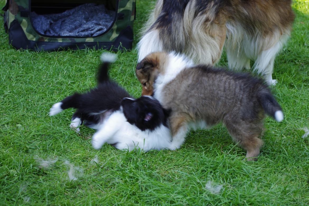 Shetland sheepdog Diva billede 9