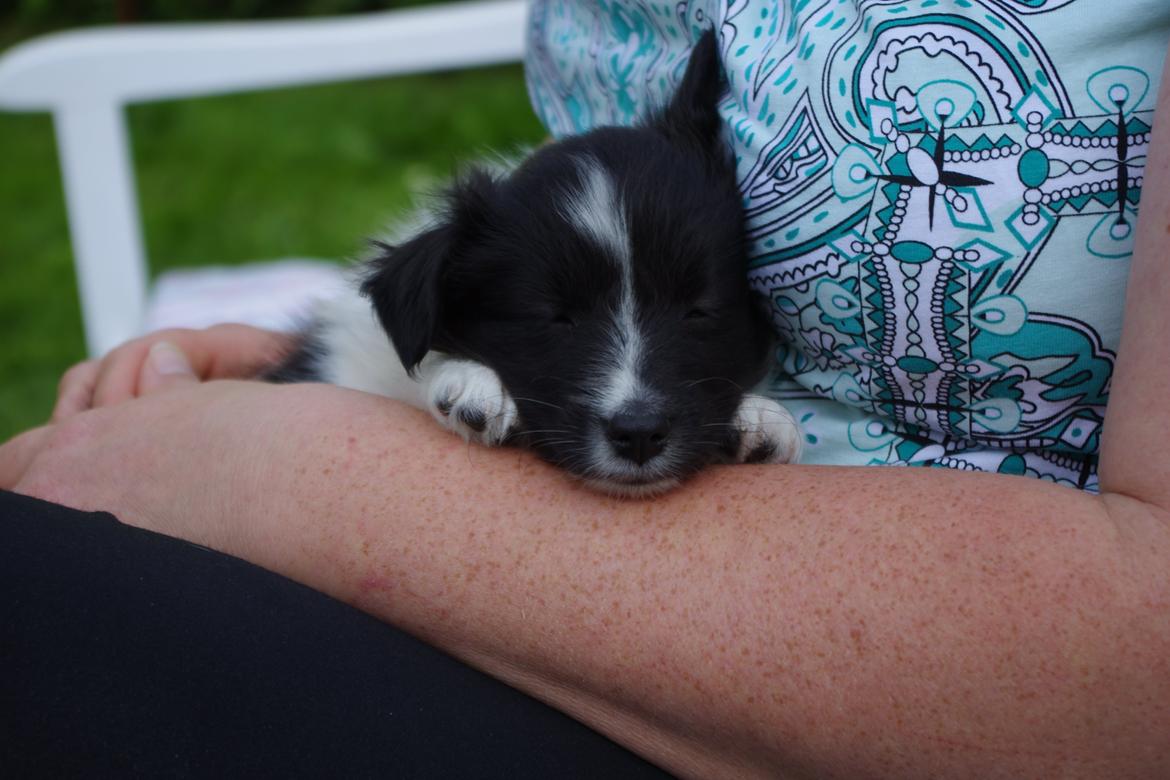 Shetland sheepdog Diva billede 10