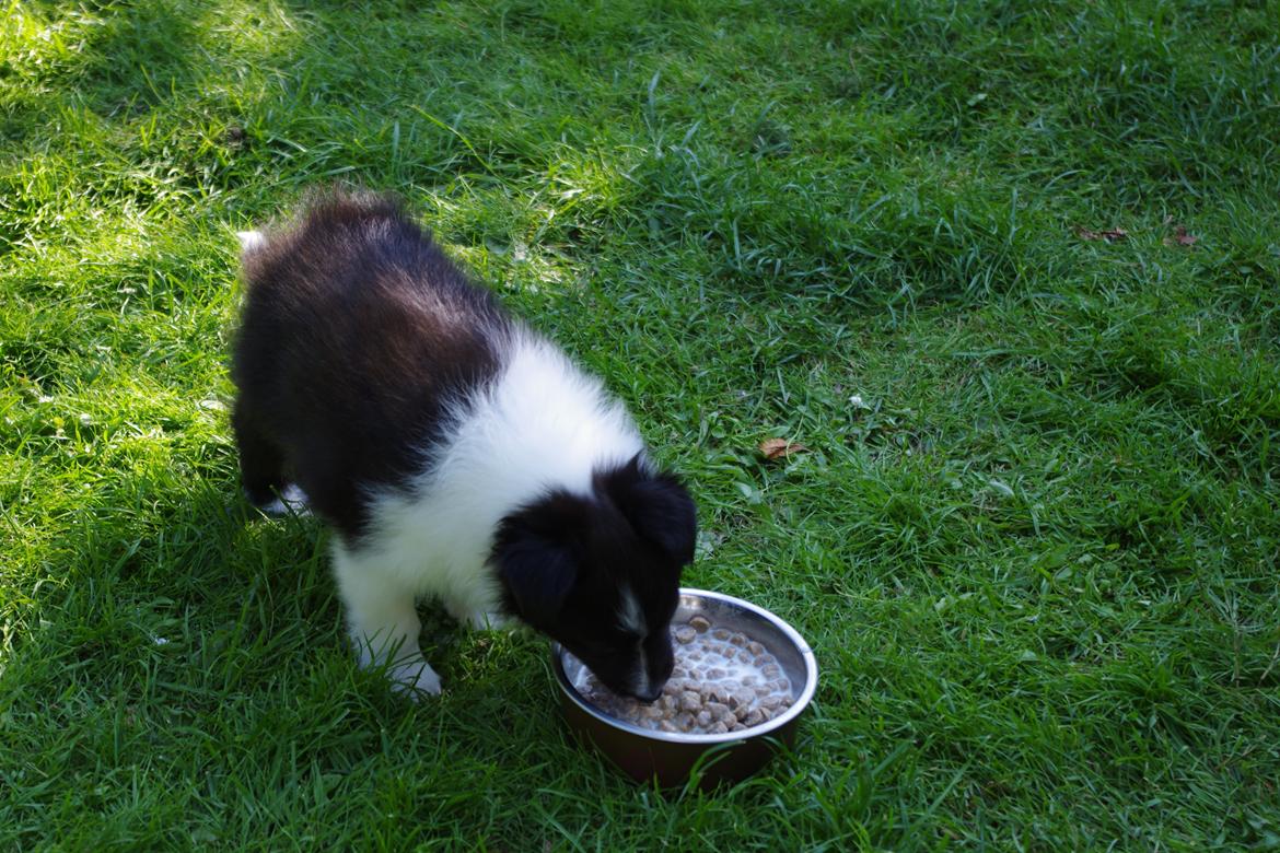 Shetland sheepdog Diva billede 11
