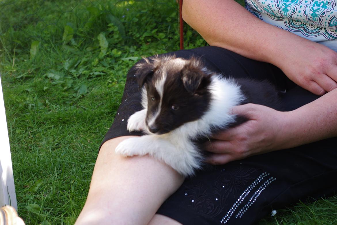Shetland sheepdog Diva - Tæt på at sove billede 12