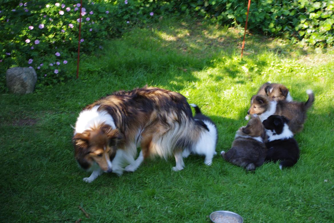 Shetland sheepdog Diva - Mor Tess og mine søskende billede 13