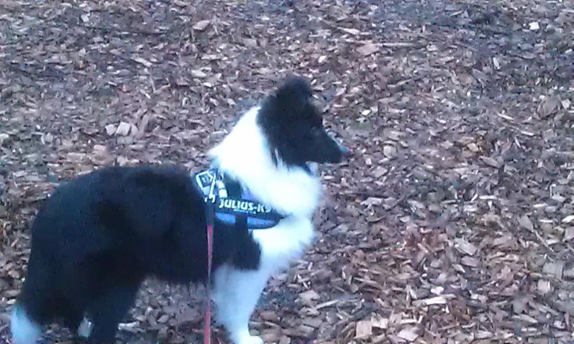 Shetland sheepdog Diva - I skoven billede 21