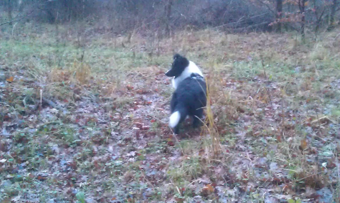 Shetland sheepdog Diva - I skoven billede 22