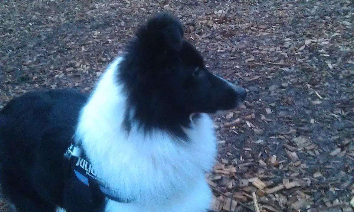 Shetland sheepdog Diva - Smukke mig billede 23