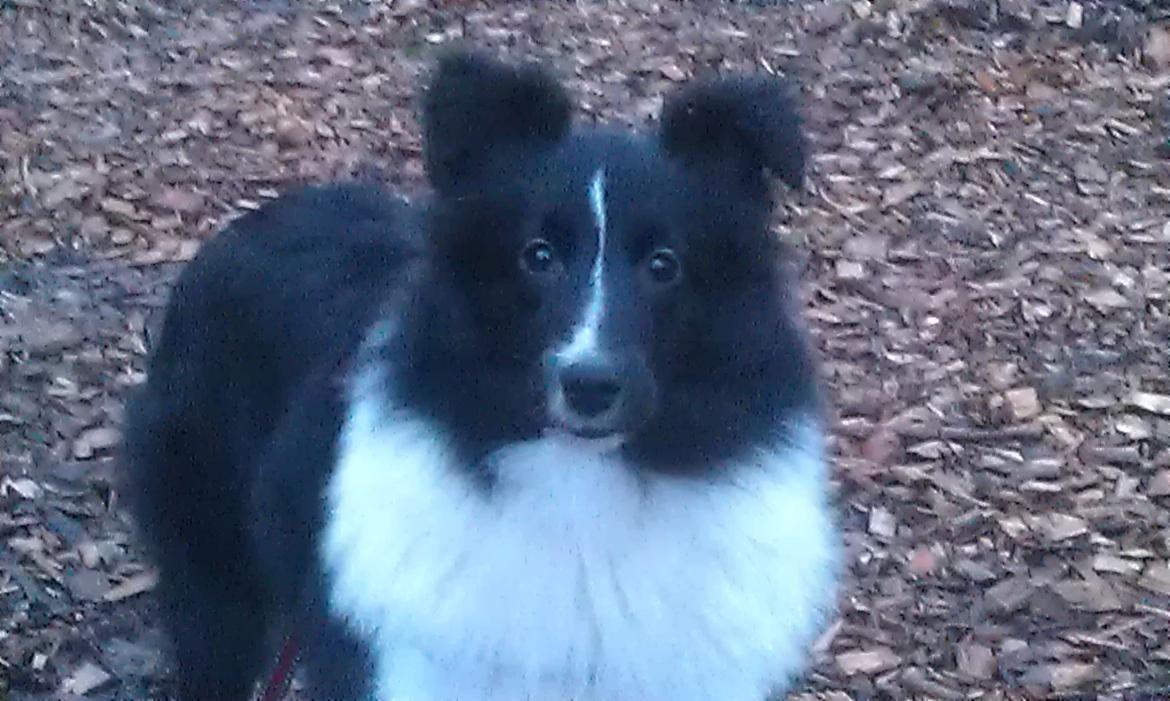 Shetland sheepdog Diva billede 24