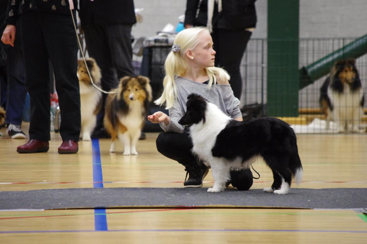 Shetland sheepdog Diva - 23/11-2013 se lige hvor flot jeg står billede 19