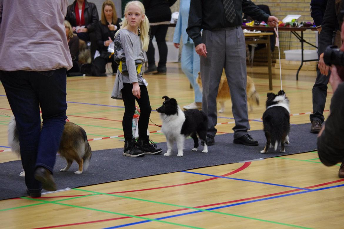 Shetland sheepdog Diva - De andre kunne vist lære lidt om at stå pænt :-) billede 20