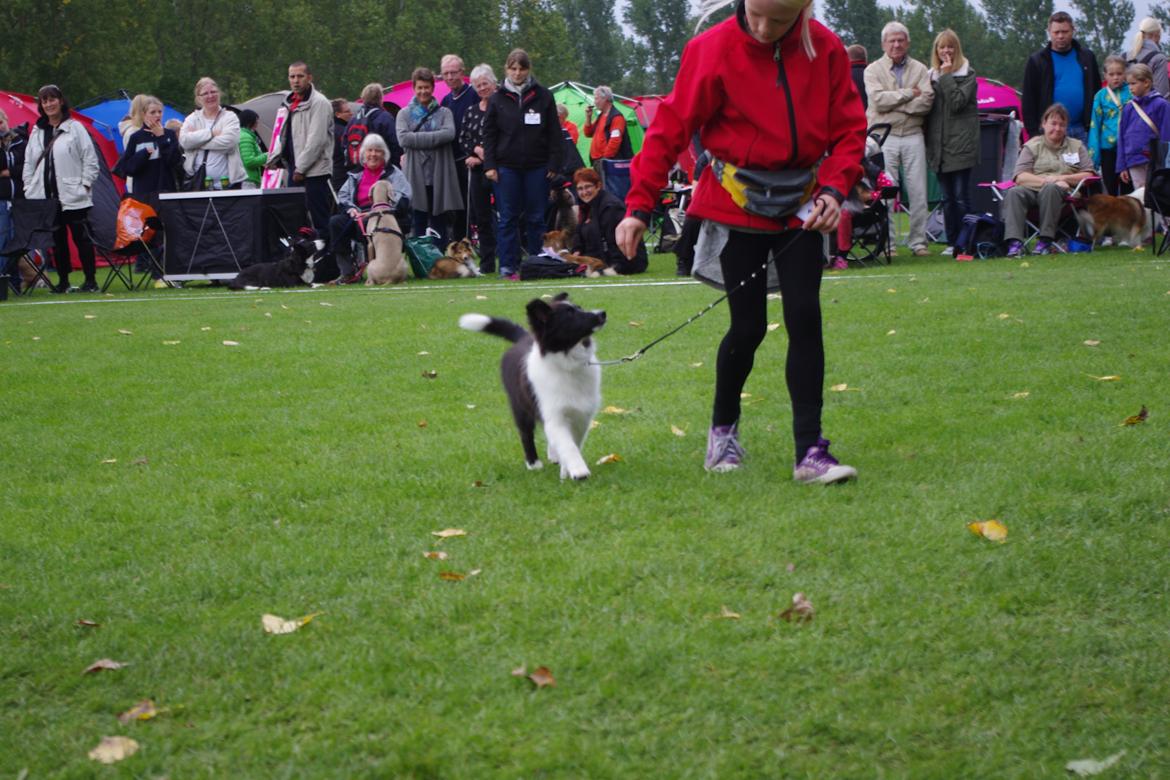 Shetland sheepdog Diva - Udstilling Ballerup 22/09-2013 Tikkie og Diva 4 md.
BIR BABY billede 14
