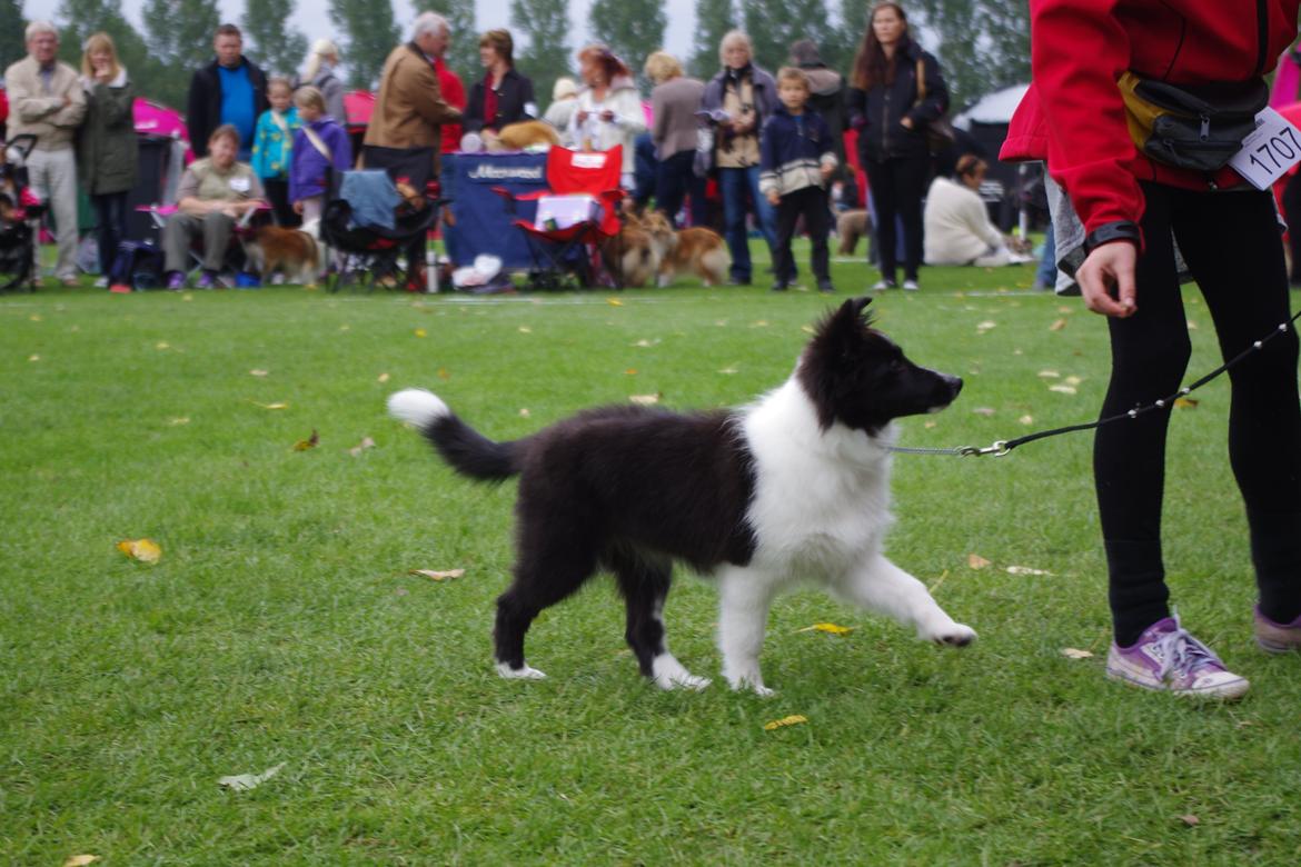 Shetland sheepdog Diva - 22/09-2013 billede 15