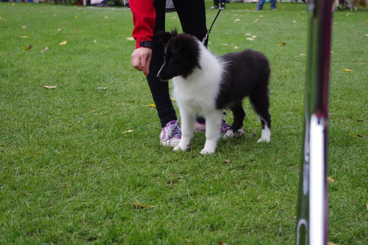 Shetland sheepdog Diva - 22/09-2013 Diva billede 16