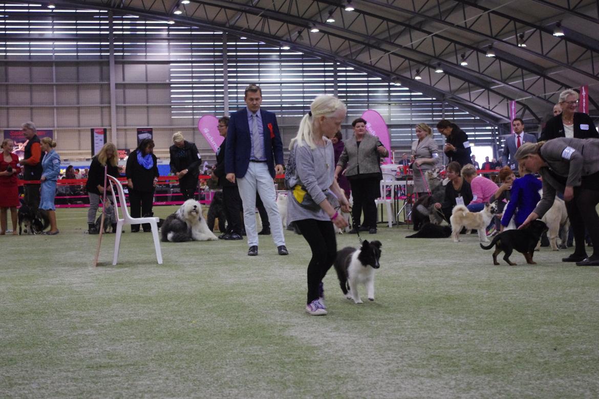 Shetland sheepdog Diva - Tikkie med Diva i store ring Ballerup 22/09-2013 billede 17