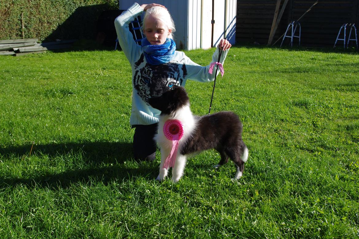 Shetland sheepdog Diva - BIR Baby 22/09-13 billede 1