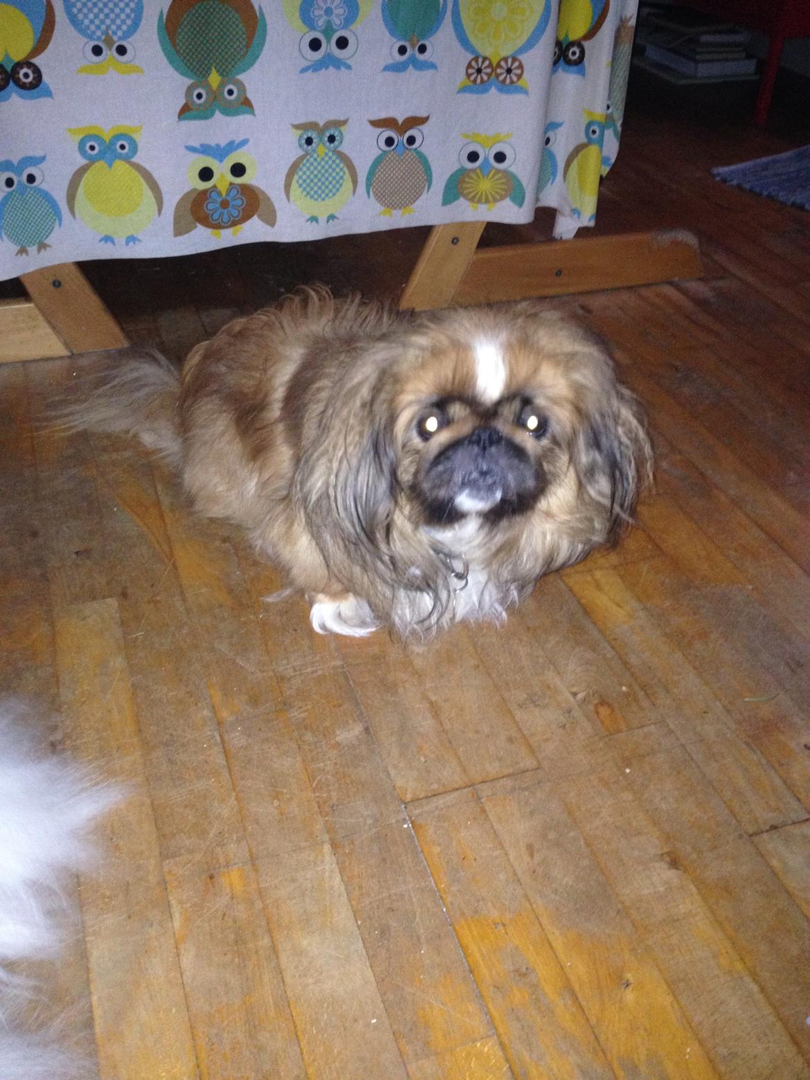 Pekingeser Theis - Min elskede lille hund 26/1-2014 på hans 11 års fødselsdag <3 billede 1