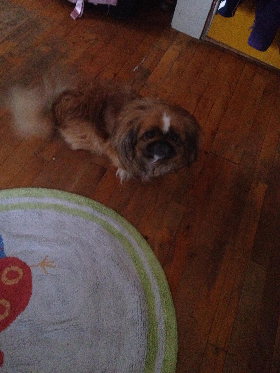 Pekingeser Theis - Hej moar :)
Januar 2014 billede 2