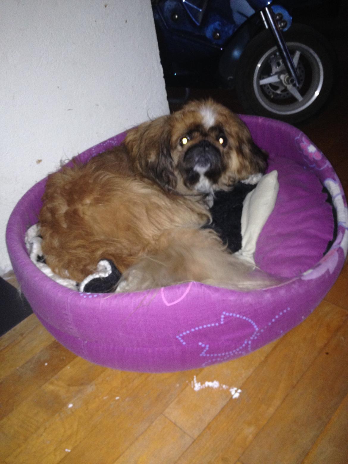 Pekingeser Theis - Du forstyrer mig...

januar 2014 billede 3