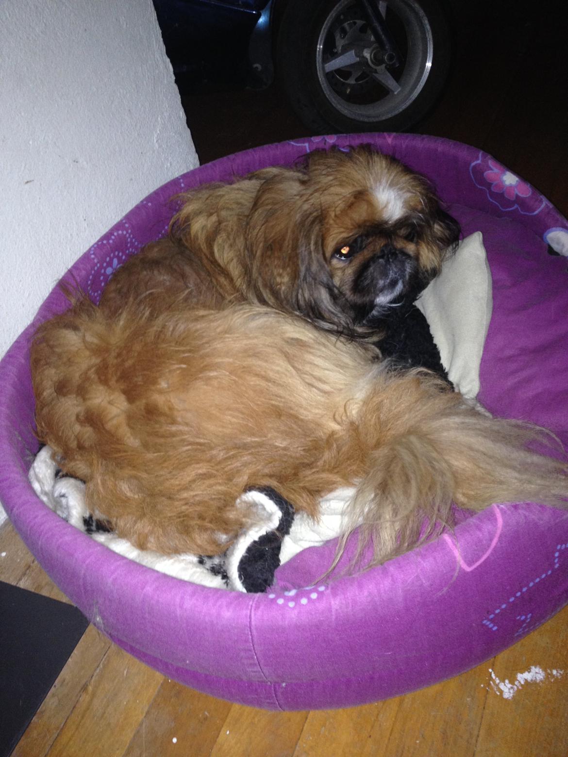 Pekingeser Theis - Min dejlige kurv <3

januar 2014 billede 4