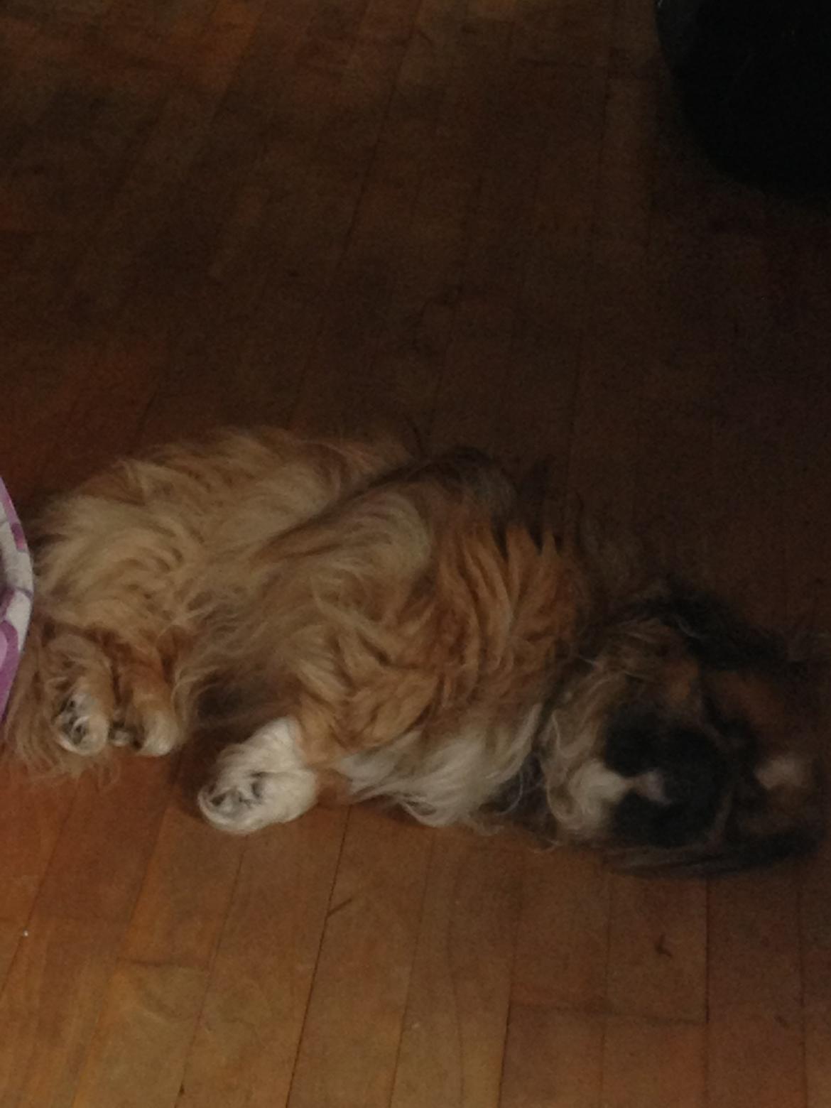 Pekingeser Theis - Theis blev lige træt et øjeblik :)

2013 billede 5