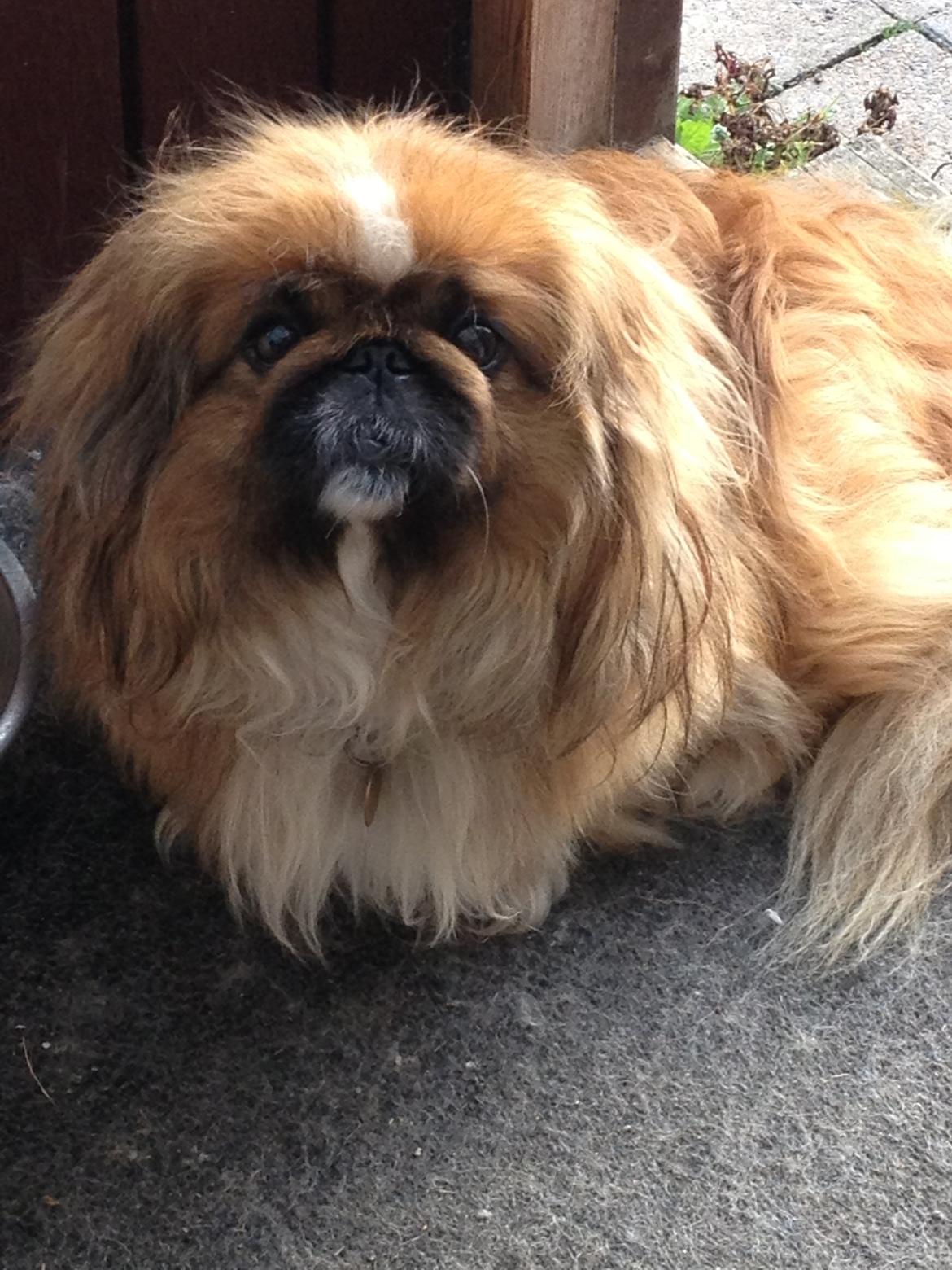 Pekingeser Theis - Smukke gamle Theis <3

Sommer 2013 billede 6