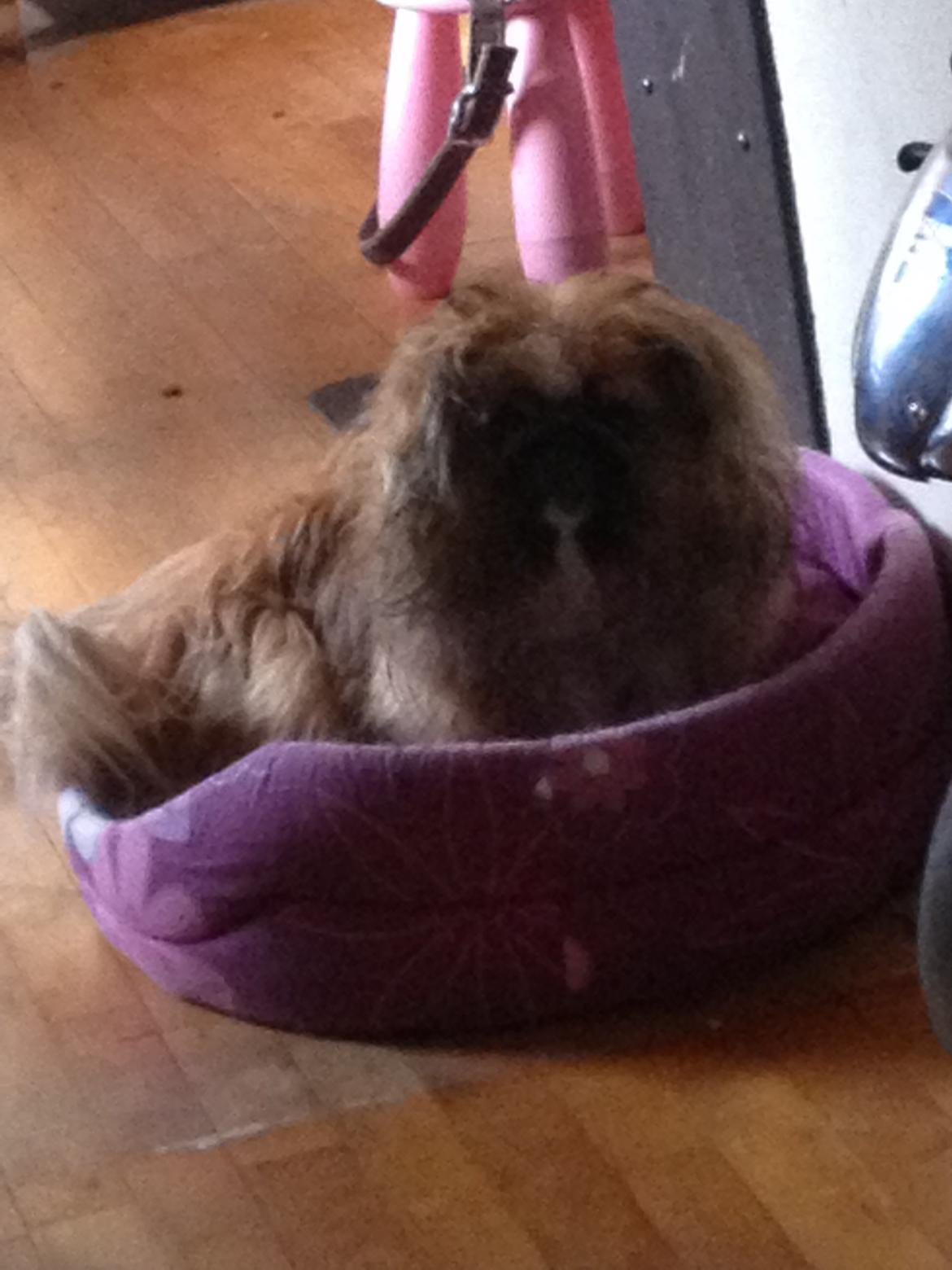 Pekingeser Theis - <3

januar 2014 billede 7