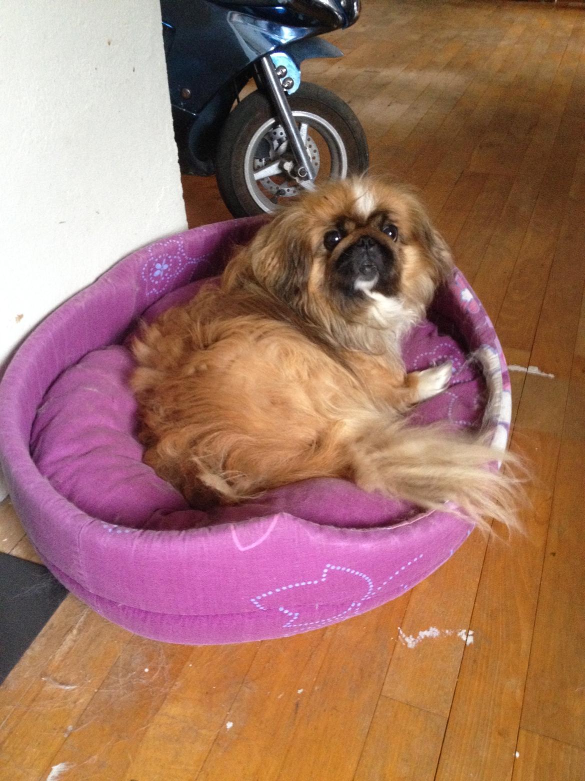 Pekingeser Theis - Hvem mig???

januar 2014 billede 8