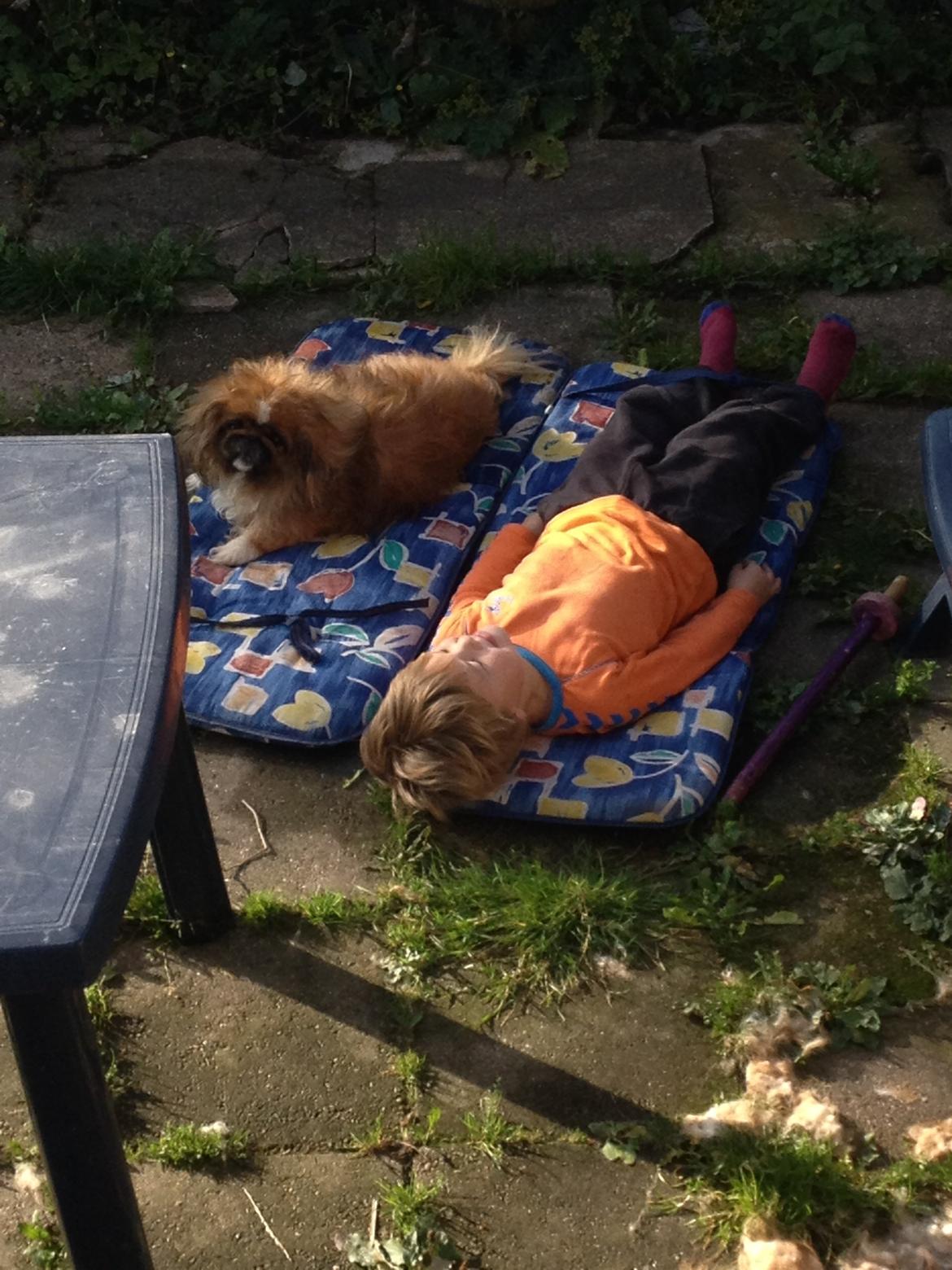 Pekingeser Theis - Theis og vores fem årige dreng Christian. Der er stor kærlighed <3

Sommer 2013 billede 9