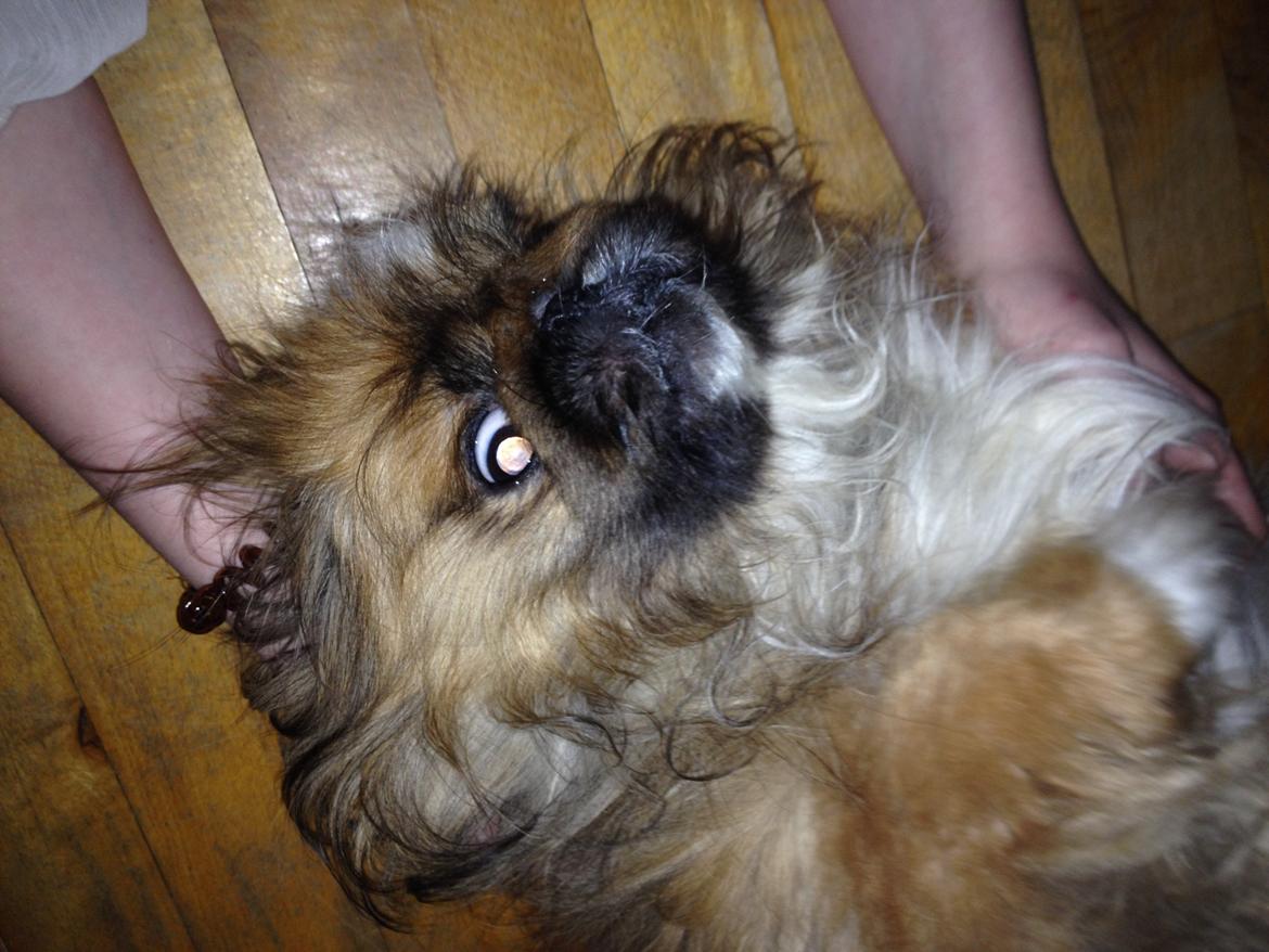 Pekingeser Theis - Kælepot <3

26/12-2013 billede 10