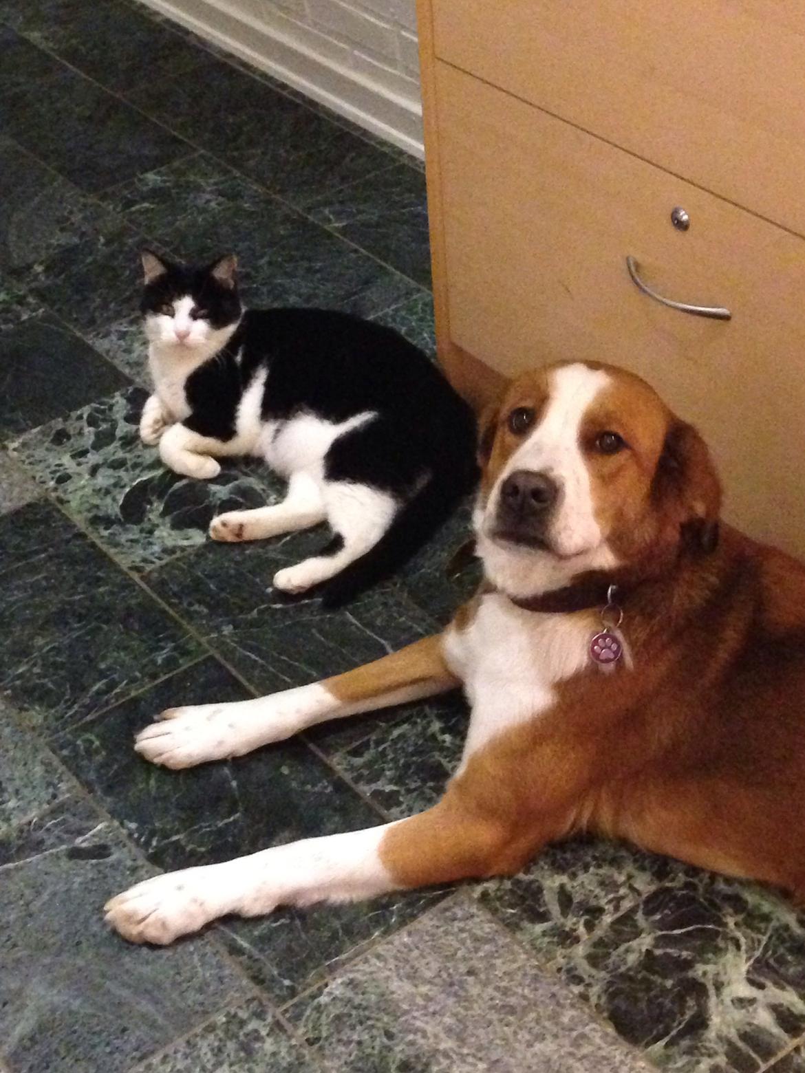 Blanding af racer Xena billede 20