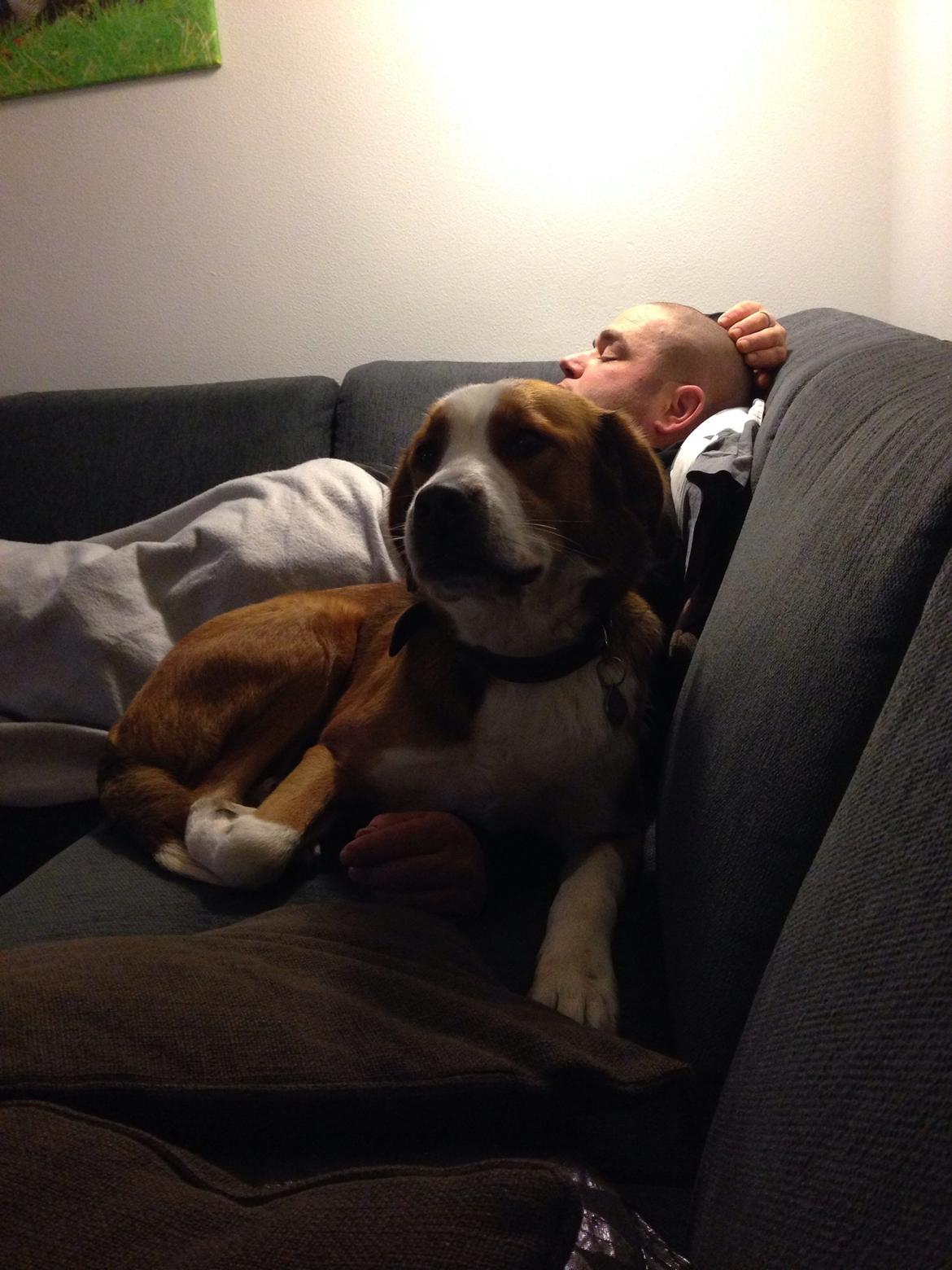 Blanding af racer Xena billede 21