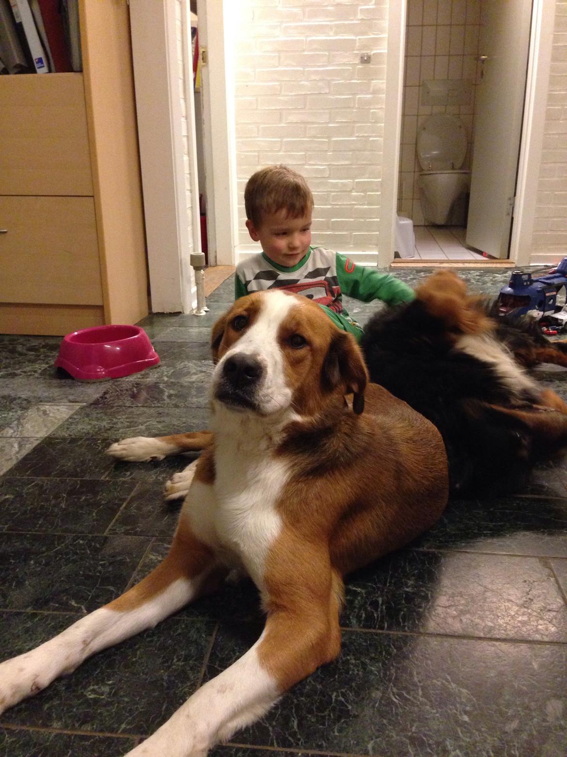 Blanding af racer Xena billede 22