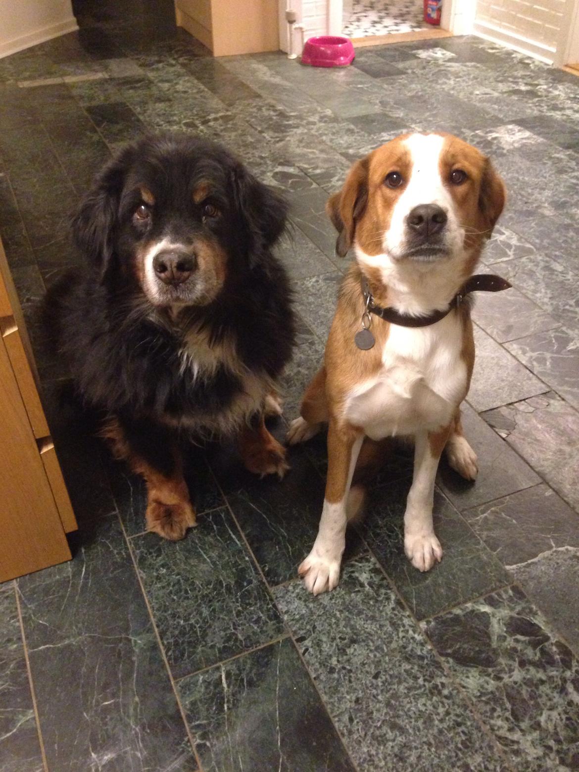 Blanding af racer Xena billede 23