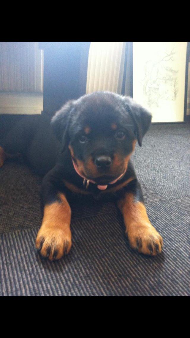 Rottweiler Heitahs You Too (Silke) - Silke som hvalp, inden vi overtog hende.  billede 2