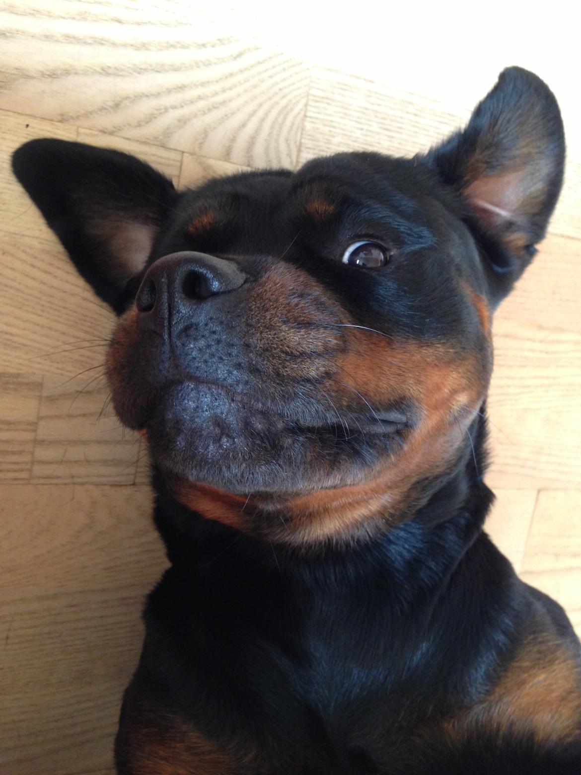 Rottweiler Heitahs You Too (Silke) billede 3