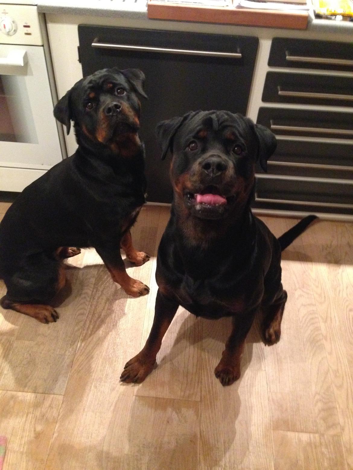 Rottweiler Heitahs You Too (Silke) - Silke bagerst, men hendes halvbror Coco foran.  billede 4