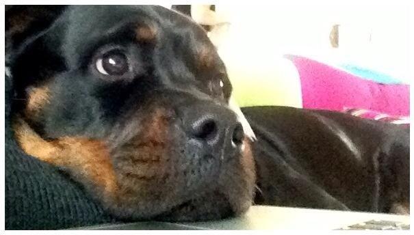 Rottweiler Heitahs You Too (Silke) billede 5