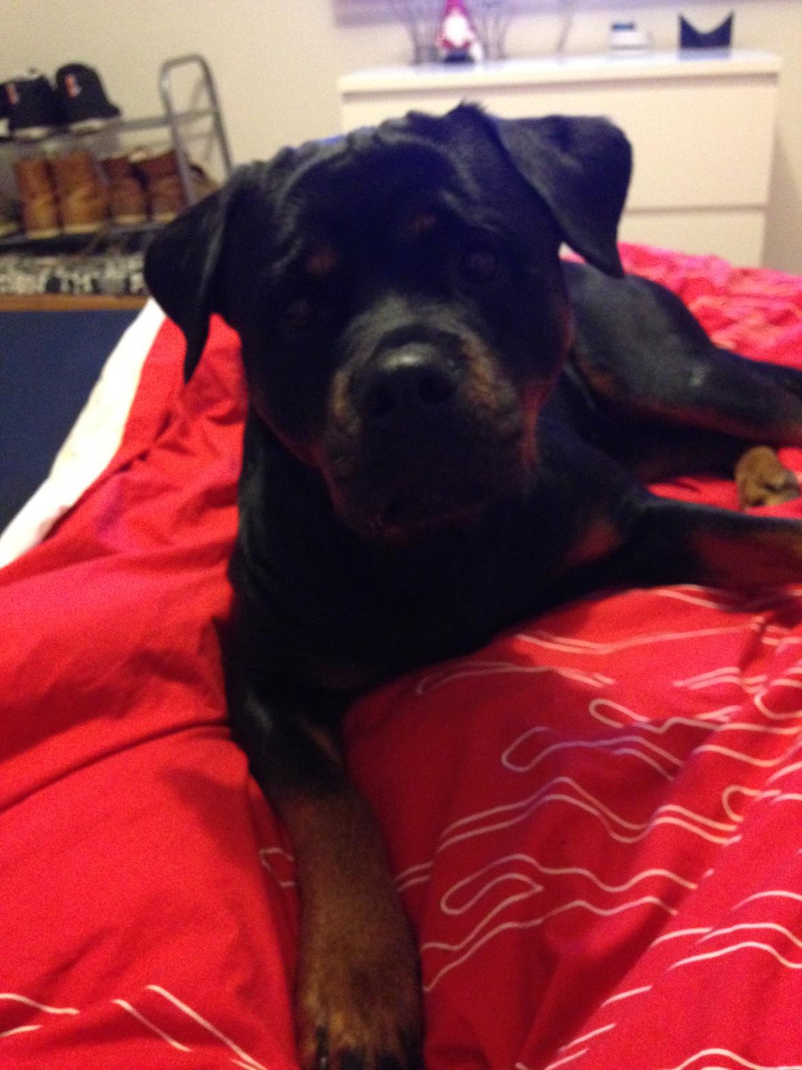 Rottweiler Heitahs You Too (Silke) billede 6