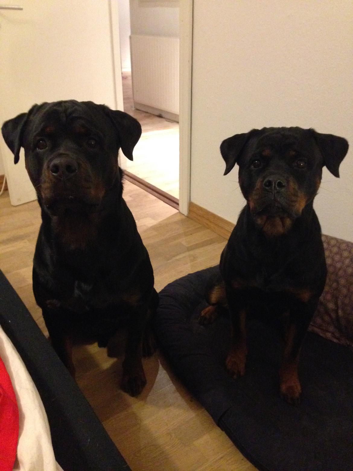 Rottweiler Heitahs You Too (Silke) - Silke til højre og hendes halvbror til venstre.  billede 7