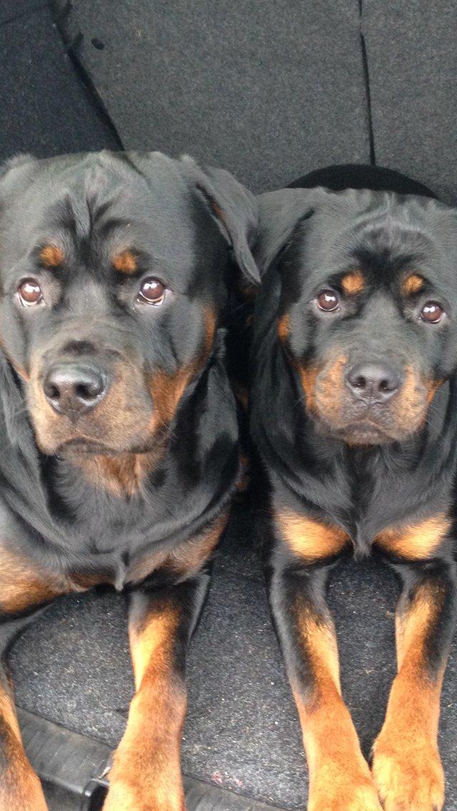 Rottweiler Heitahs You Too (Silke) - Silke til høje og hendes halvbror til venstre.  billede 8