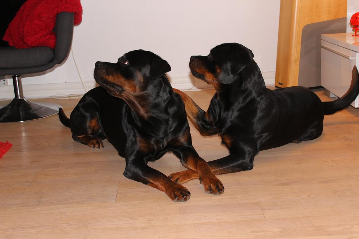 Rottweiler Heitahs You Too (Silke) - Silke til højre og hendes halvbror til venstre.  billede 9