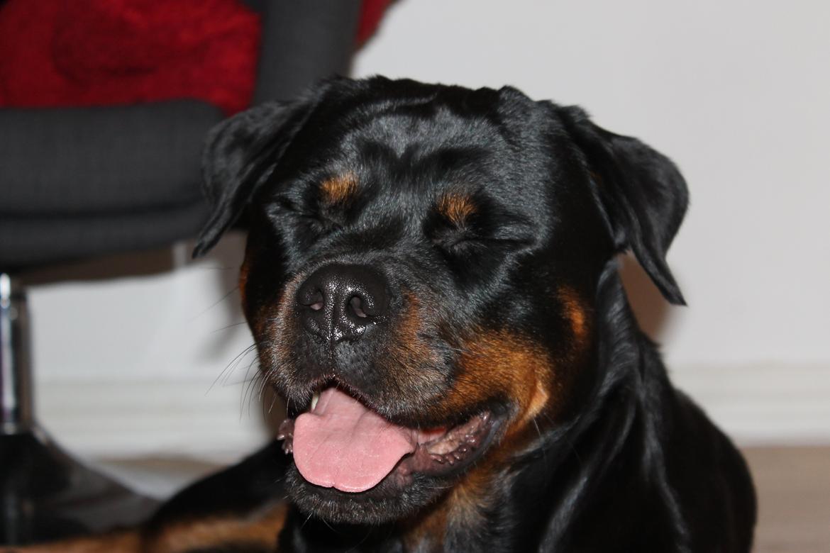 Rottweiler Heitahs You Too (Silke) billede 10