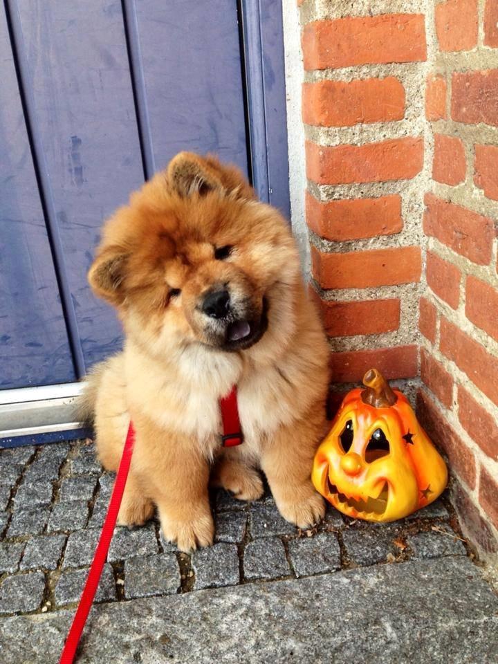 Chow chow Shi-Yang's Mei Lin - Halloween billede 3